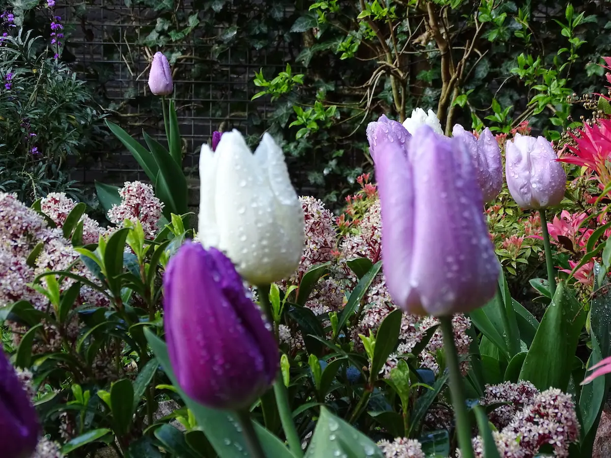 tulpen